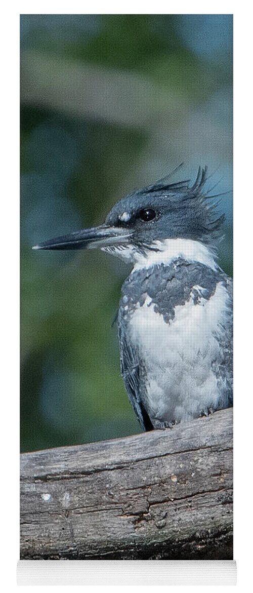 Nature Yoga Mat featuring the photograph Belted Kingfisher DSB0380 by Gerry Gantt