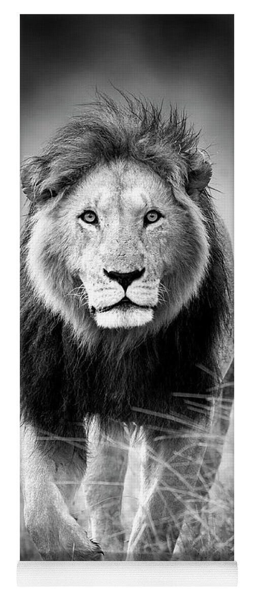 Lion Yoga Mat featuring the photograph Big Cats of Africa - Lion, Maasai Mara Kenya by Stu Porter