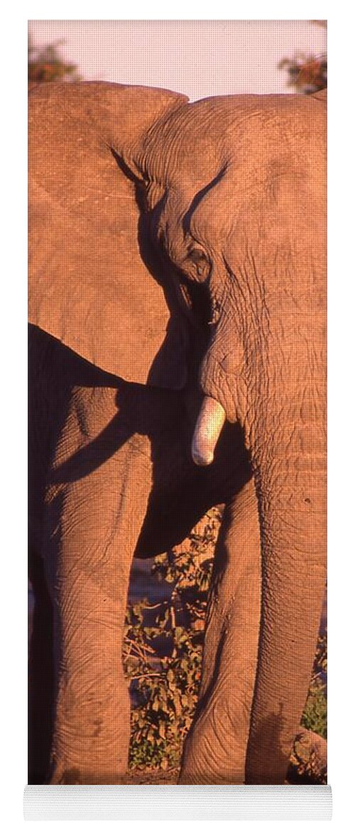 Africa Yoga Mat featuring the photograph Big Elephant Walking Toward You by Russel Considine