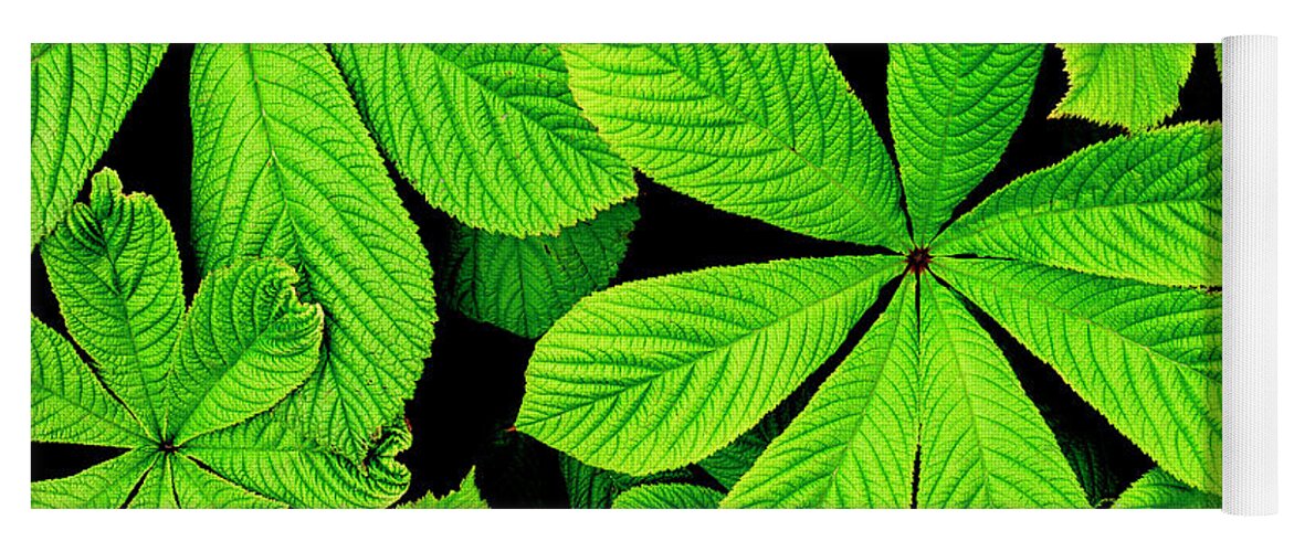 Green Yoga Mat featuring the photograph Big green leaves background by Severija Kirilovaite
