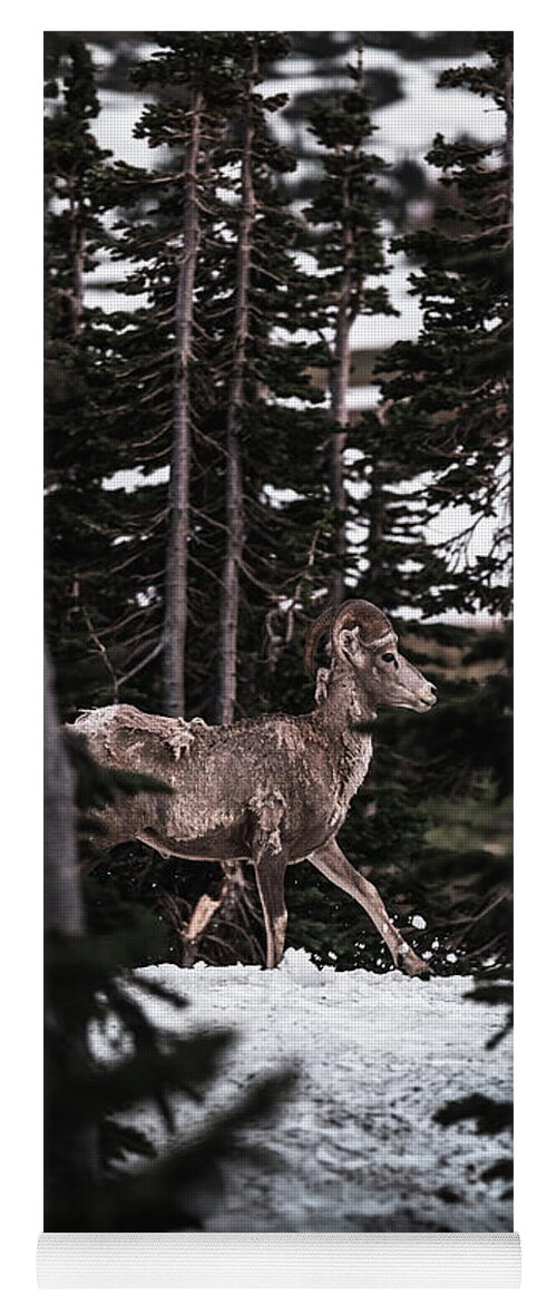  Yoga Mat featuring the photograph Bighorn in Snow by William Boggs