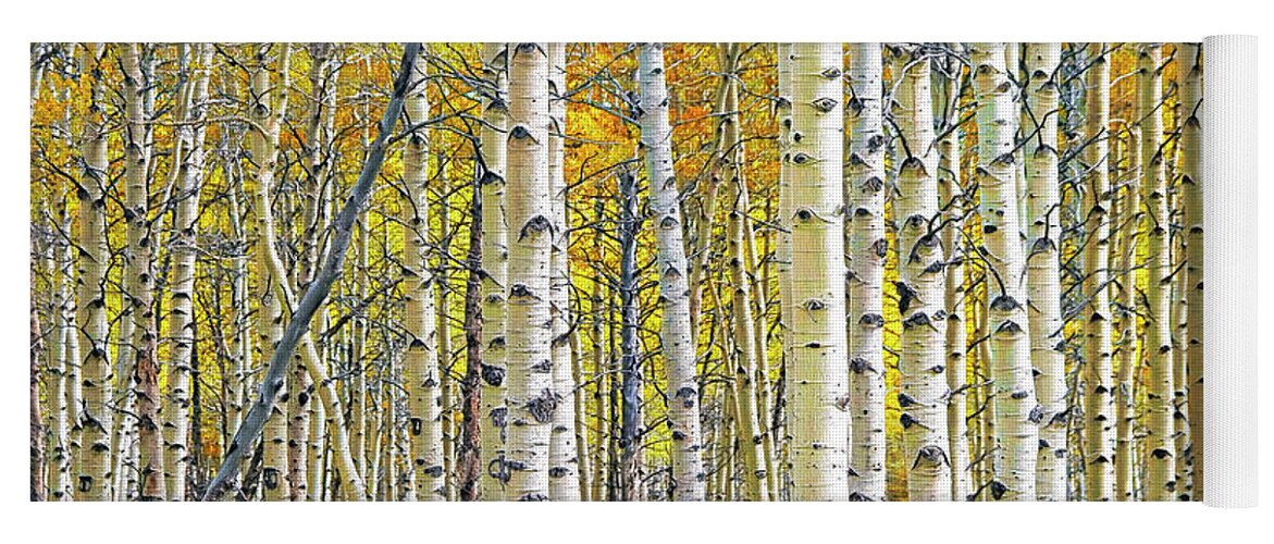 Nature Yoga Mat featuring the photograph Birch Tree Grove in Autumn Yellow Color by Randall Nyhof