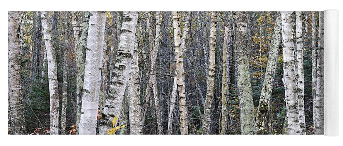 Photography Yoga Mat featuring the photograph Birch Trees by Larry Ricker
