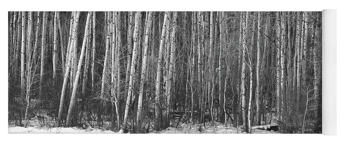 Birch Trees Yoga Mat featuring the photograph Birch trees by Ron Roberts