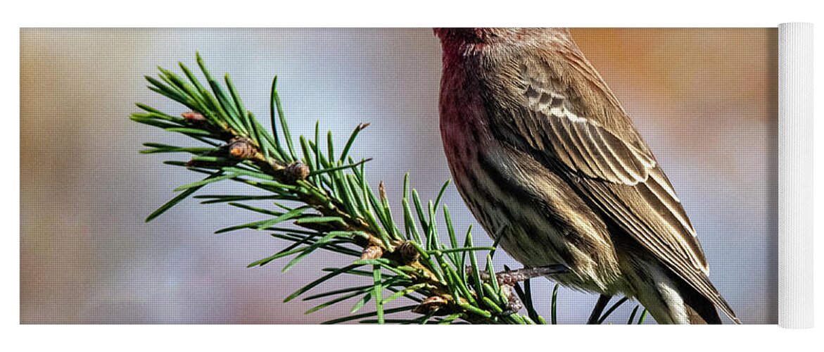 Songbird Yoga Mat featuring the photograph Bird On A Branch by Cathy Kovarik