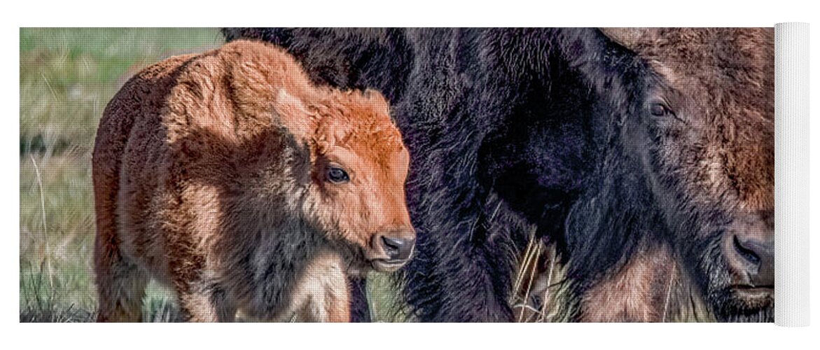 Yellowstone National Park Yoga Mat featuring the photograph Bison Babies by Marcy Wielfaert