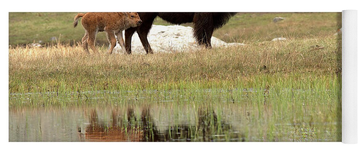 Yellowstone Yoga Mat featuring the photograph Bison Red Dog With A Wary Eye by Adam Jewell