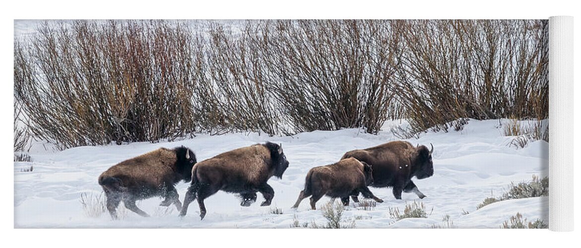 Yellowstone National Park Yoga Mat featuring the photograph Bison Running by Cheryl Strahl