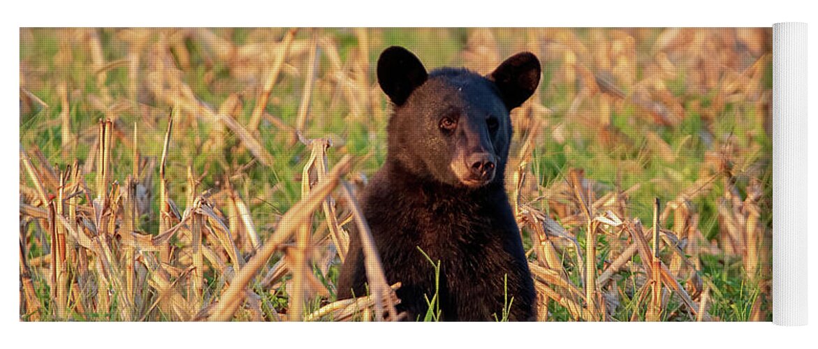 Ursus Americanus Yoga Mat featuring the photograph Black Bear Cub Sitting In Field by Chad Meyer