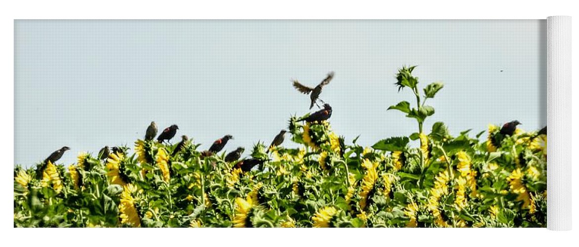 Sunflowers Yoga Mat featuring the photograph Black Birds in the Sunflowers by Amanda R Wright