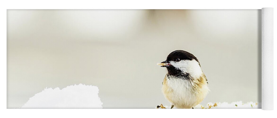 Photography Yoga Mat featuring the photograph Black-Capped Chickadee by Amelia Pearn