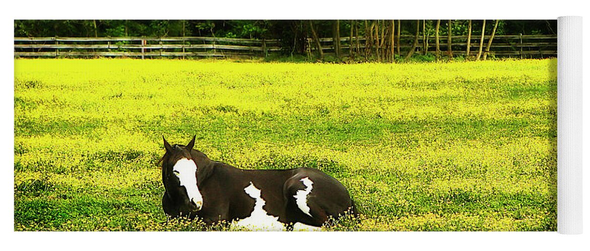 Photo Yoga Mat featuring the photograph Black Pinto -2 by Alan Hausenflock