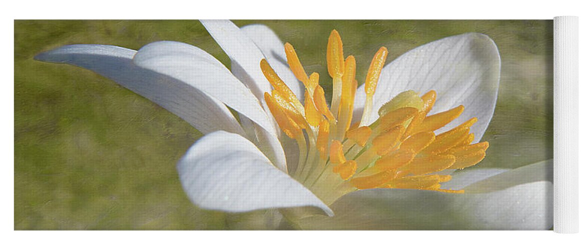 Flower Yoga Mat featuring the photograph Bloodroot Flower Bloom by Patti Deters