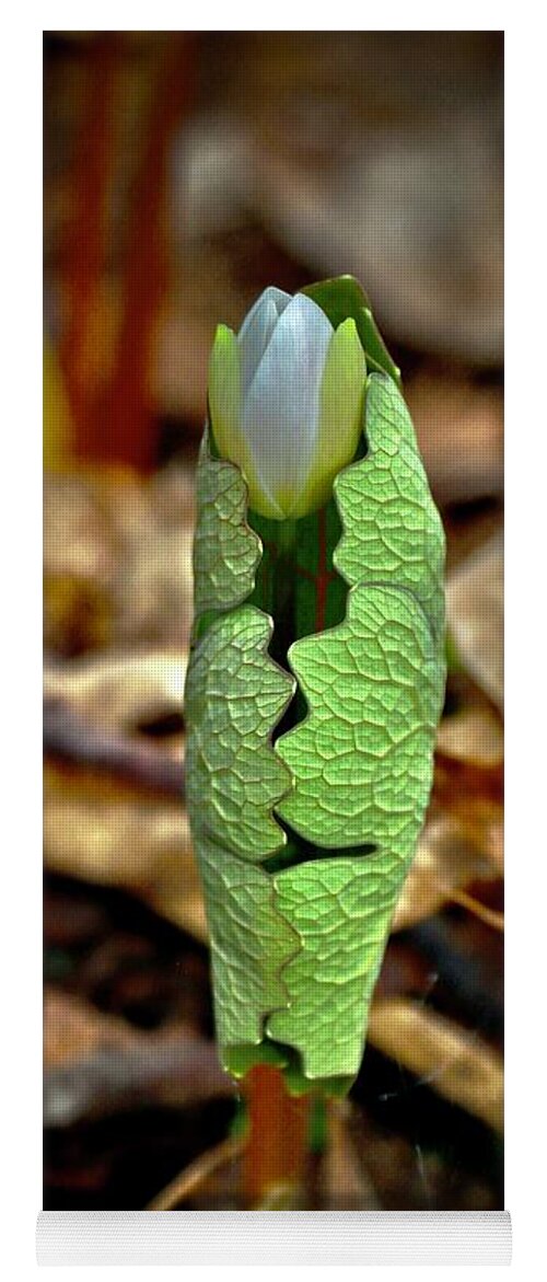 Bloodroot Yoga Mat featuring the photograph Bloodroot Unfolding by Sarah Lilja