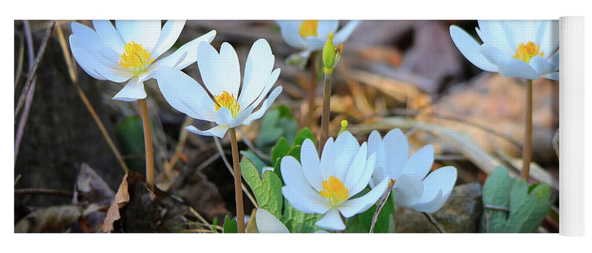 Bloodroot Yoga Mat featuring the photograph Blooming Bloodroot by Scott Burd