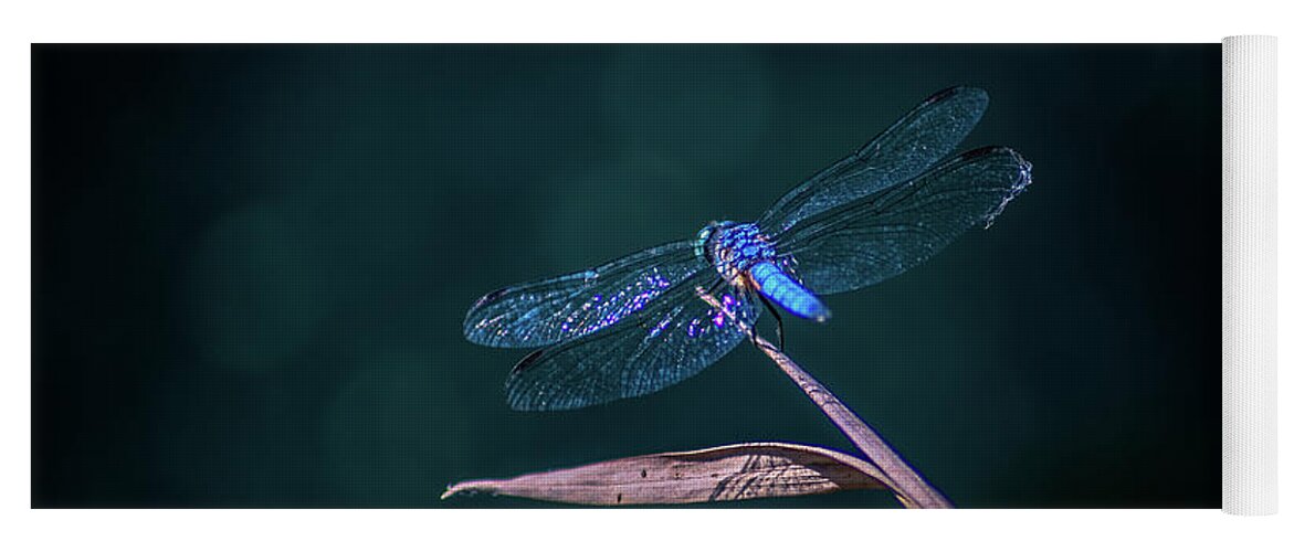 Insects Yoga Mat featuring the photograph Blue Dragonfly by Marcus Jones