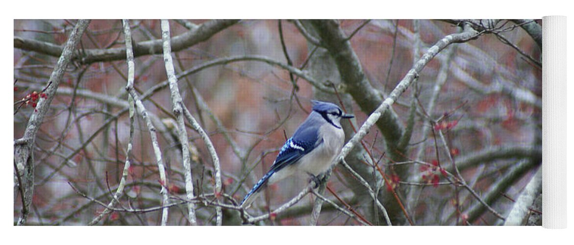  Yoga Mat featuring the photograph Blue Jay by Heather E Harman