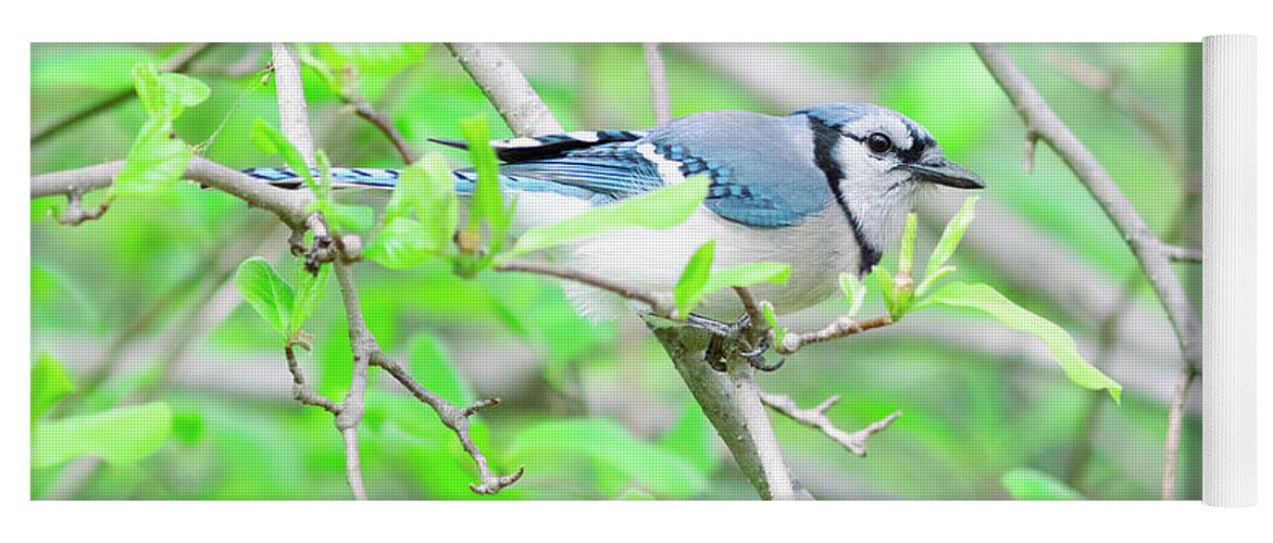 Bird Yoga Mat featuring the photograph Blue Jay on a Branch by Amelia Pearn