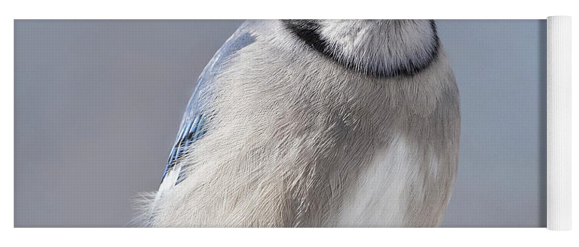  Yoga Mat featuring the photograph Blue Jay Sitting Pretty by Sandra Rust