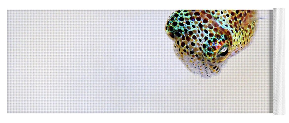 White Yoga Mat featuring the photograph Bobtail squid by Artesub