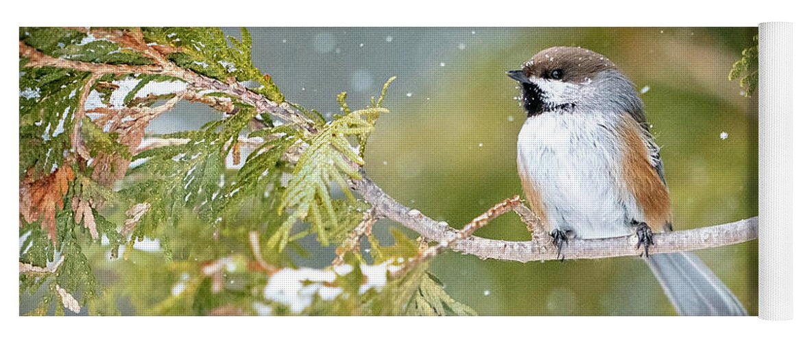 Chickadees Yoga Mat featuring the photograph Boreal Chickadee in Winter by Judi Dressler