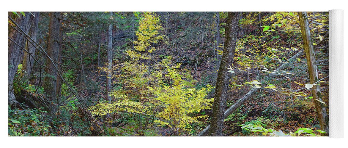 Nature Yoga Mat featuring the photograph Botsford Nature Preserve 31 by William Norton