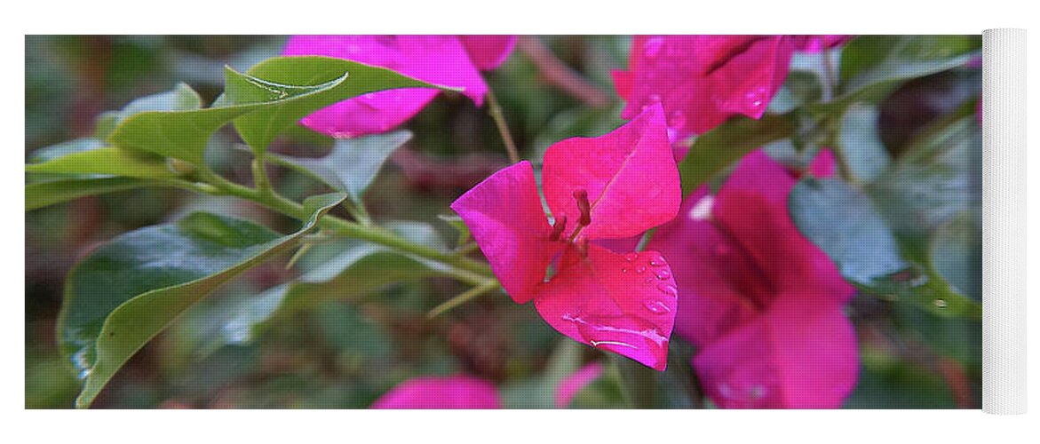 Bougainvillea Yoga Mat featuring the photograph Bougainvillea Near Sunset by Rohvannyn Shaw