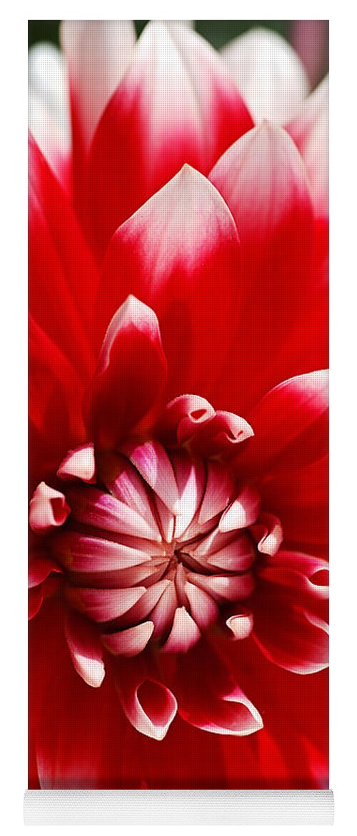Barbershop Flower Yoga Mat featuring the photograph Bould Dahlia Red White by Joy Watson