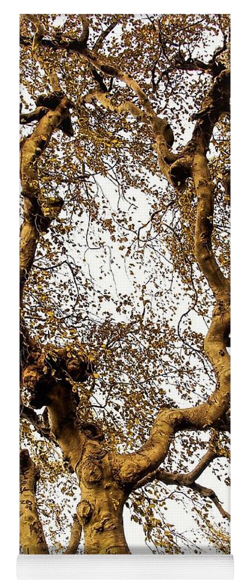 Tree Branch Sky Leaves Yoga Mat featuring the photograph Branch Sky by John Linnemeyer