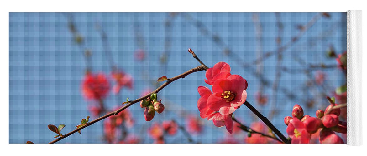 Jenny Rainbow Fine Art Photography Yoga Mat featuring the photograph Branches of Flowering Quince 1 by Jenny Rainbow