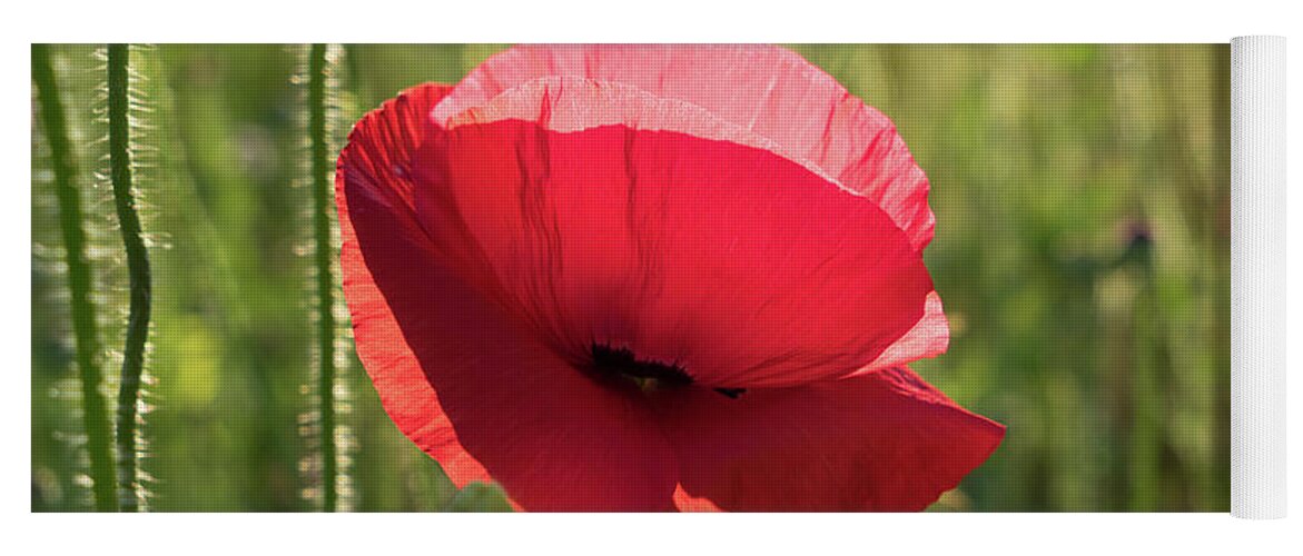 Poppy Yoga Mat featuring the photograph Bright red petals of a poppy by Adriana Mueller