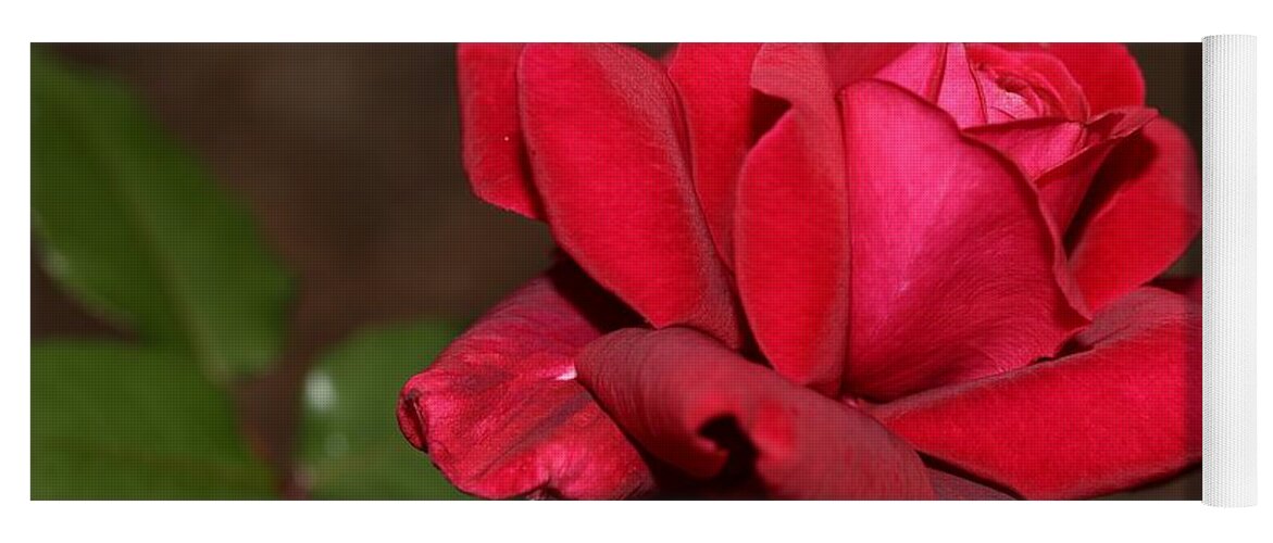 Rose Yoga Mat featuring the photograph Bright Red Rose 2 by Mingming Jiang