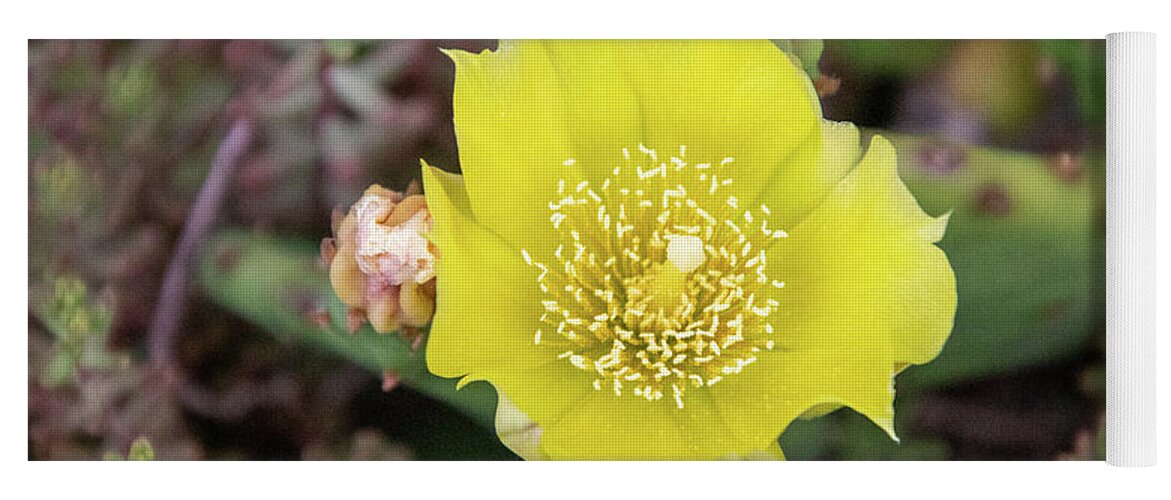 Flower Yoga Mat featuring the photograph Bright Yellow Cactus Flower by Matt Sexton