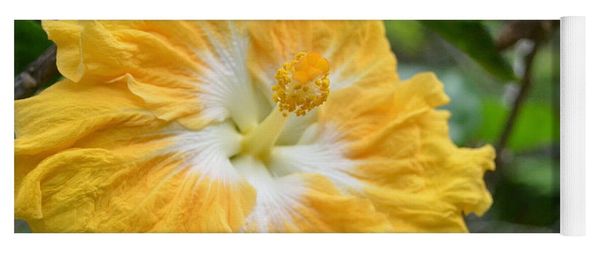 Flower Yoga Mat featuring the photograph Bright Yellow White Hibiscus by Amy Fose