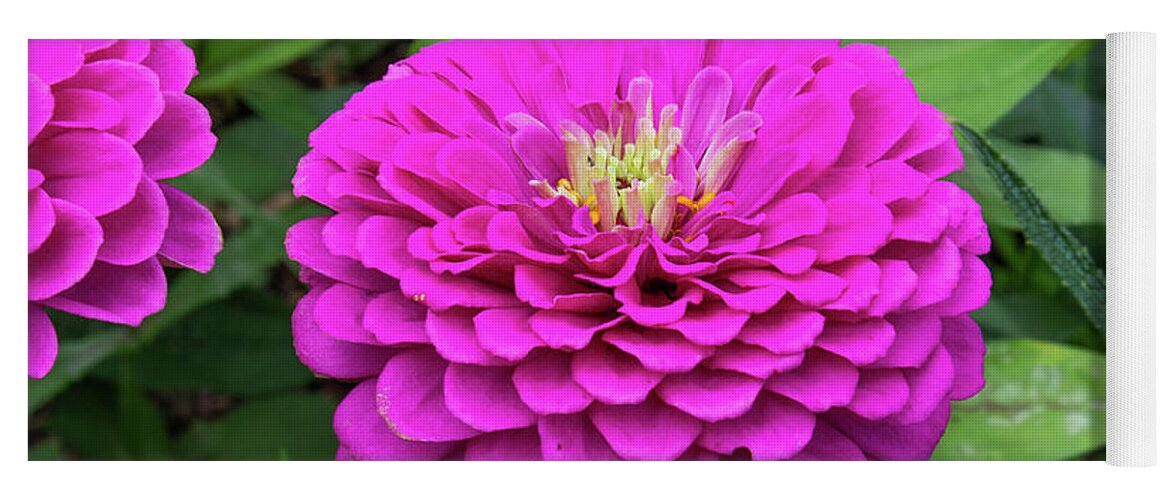 Flower Yoga Mat featuring the photograph Bright zinnia by Brian Weber