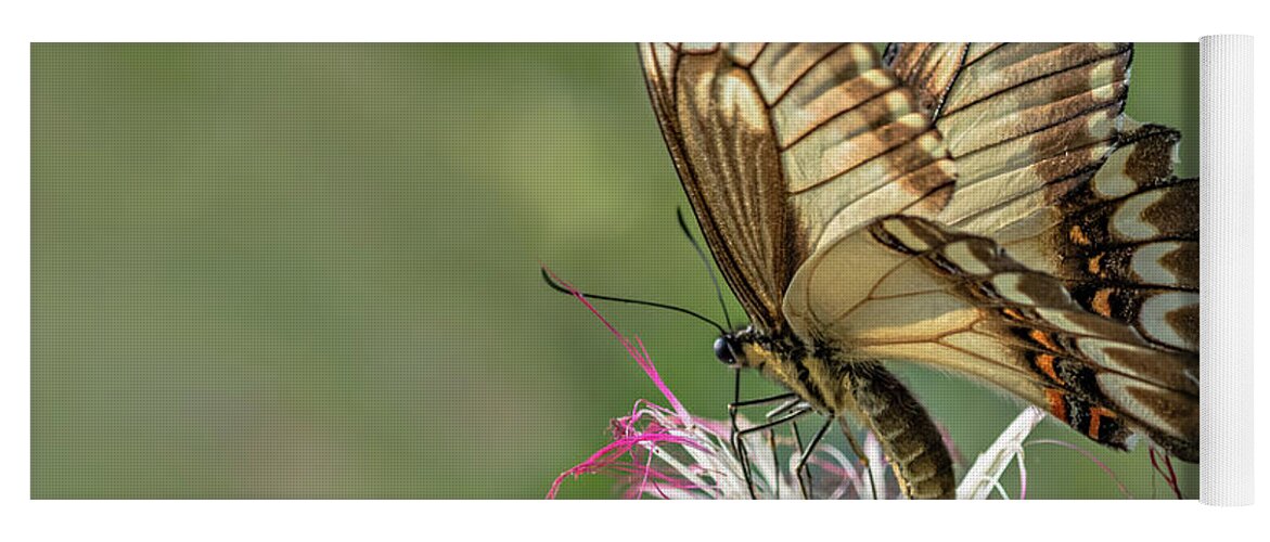 Butterfly Yoga Mat featuring the photograph Broad Banded Swallowtail Butterlfy by Linda Villers