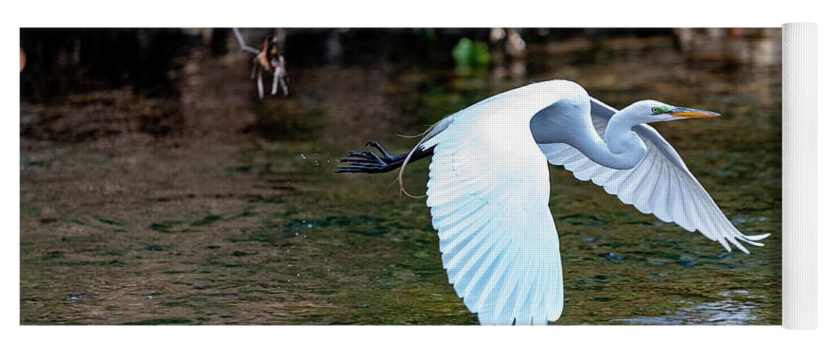 Bronx River Yoga Mat featuring the photograph Bronx River Great Egret by Kevin Suttlehan