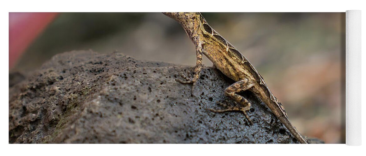 Animal Yoga Mat featuring the photograph Brown Anole Female Looking Alert by Nancy Gleason