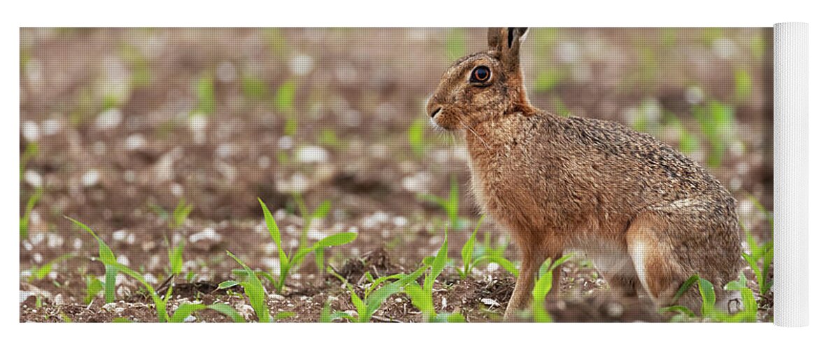 Norfolk Yoga Mat featuring the photograph Norfolk brown hare at in a field of crops by Simon Bratt