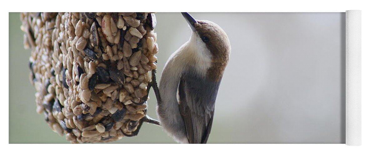Bird Yoga Mat featuring the photograph Brown-headed Nuthatch by Heather E Harman