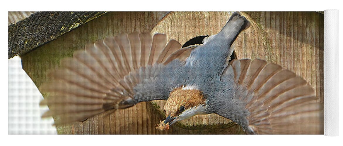Brown Headed Nuthatch Yoga Mat featuring the photograph Brown Headed Nuthatch Flight by Jerry Griffin