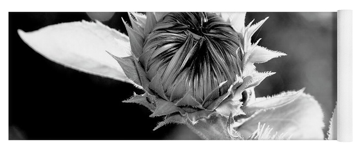 Sunflowe Yoga Mat featuring the photograph Budding Sunflower by Dorsey Northrup