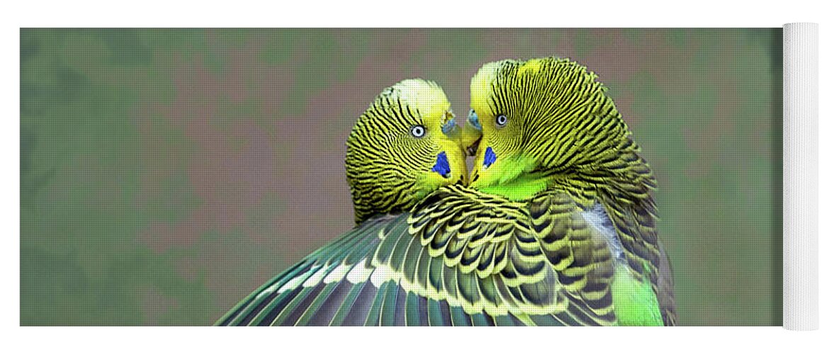 Parakeets Yoga Mat featuring the photograph Budgie Love by Judi Dressler