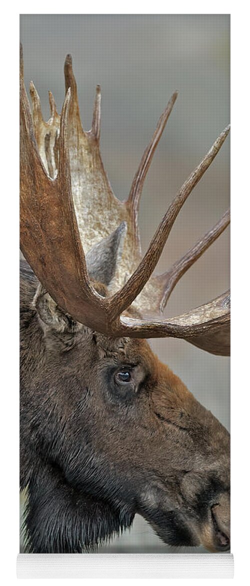Bull Yoga Mat featuring the photograph Bull Moose Gros Ventre by Gary Langley