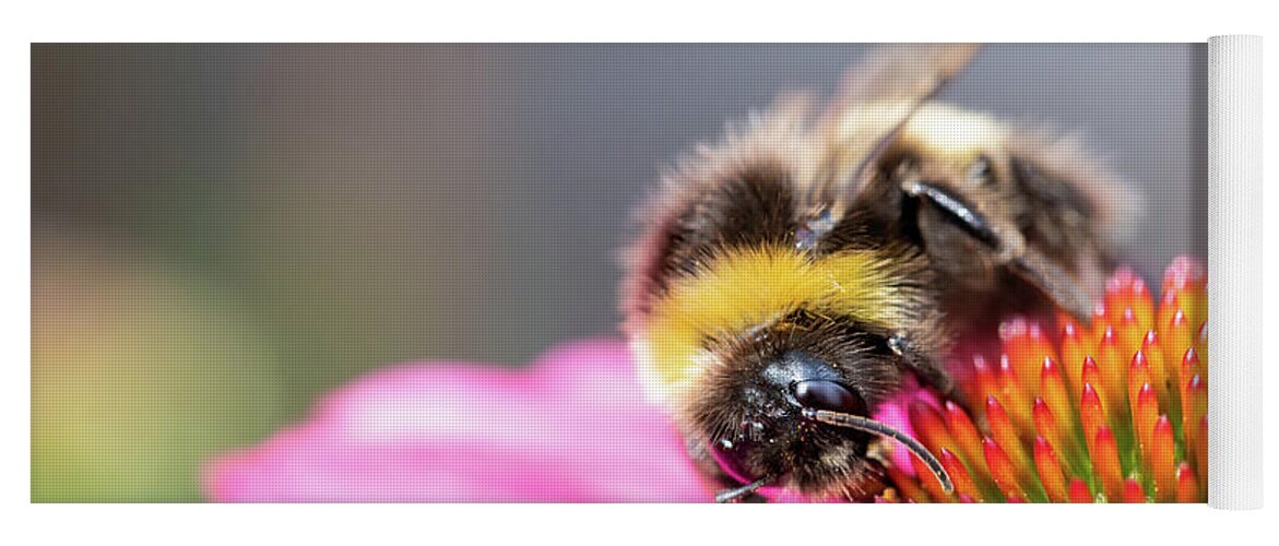 Bumblebee On Flower Yoga Mat featuring the photograph Bumblebee On Echinacea by Tanya C Smith
