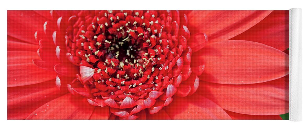 Flower Yoga Mat featuring the photograph Burst of Red by Jayne Carney