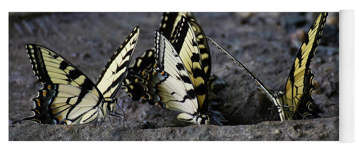 Butterflies Yoga Mat featuring the photograph Butterfly Nation Swallowtails Butterflies by Demetrai Johnson
