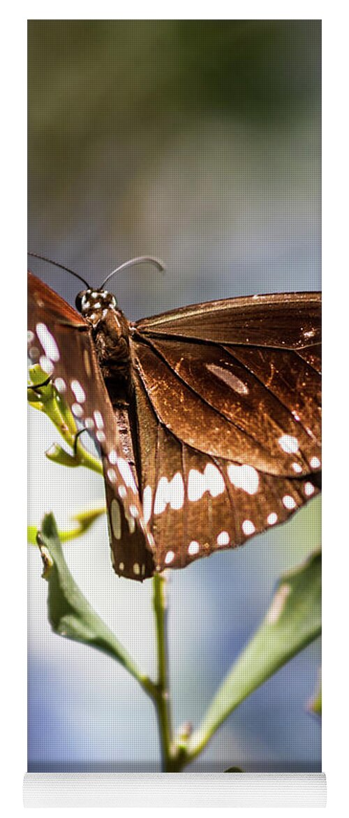 Butterflies Yoga Mat featuring the photograph Butterfly Tropics by Jorgo Photography