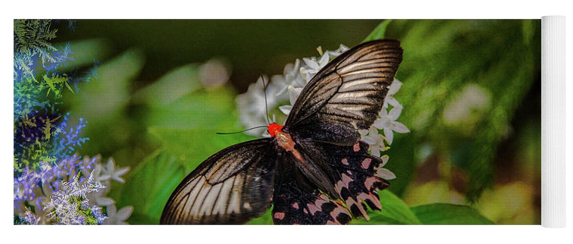 Face Mask Yoga Mat featuring the photograph Butterfly with borders by Patricia Dennis
