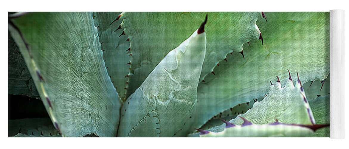 Agave Yoga Mat featuring the photograph Cactus Agave by Julie Palencia
